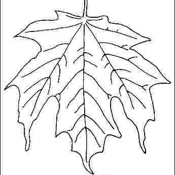 thumbnail for publication: Acer saccharum: Sugar Maple